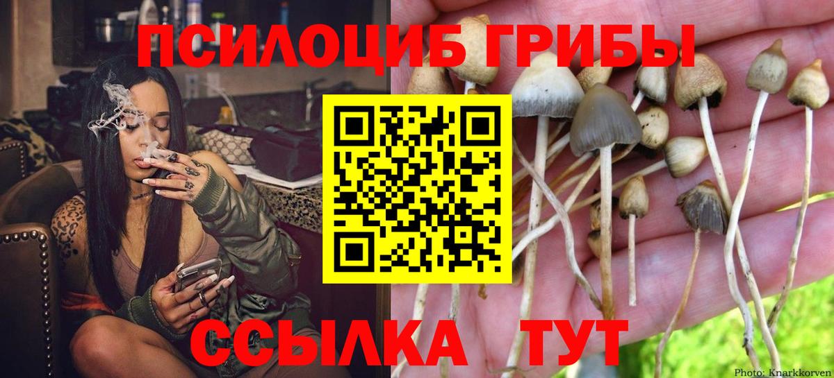 Галлюциногенные грибы Psilocybine cubensis  Вход с VPN  Псилоцибиновые грибы мицелий  Солнечногорск 